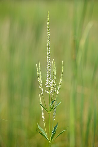 Veronicastrum virginicum--Culver's Root