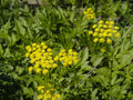 Zizia aurea--Golden Alexanders