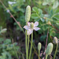 White floral buds and greenery in a natural setting