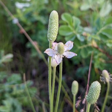 White floral buds and greenery in a natural setting