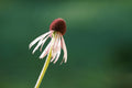 Echinacea pallida--Pale Purple Coneflower
