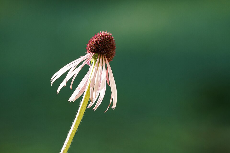 Echinacea pallida--Pale Purple Coneflower