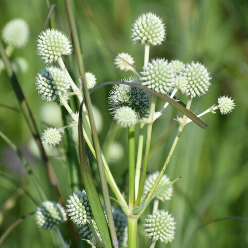 Eryngium yuccifolium--Rattlesnake Master