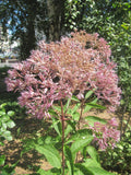 Eutrochium maculatum--Spotted Joe Pye Weed