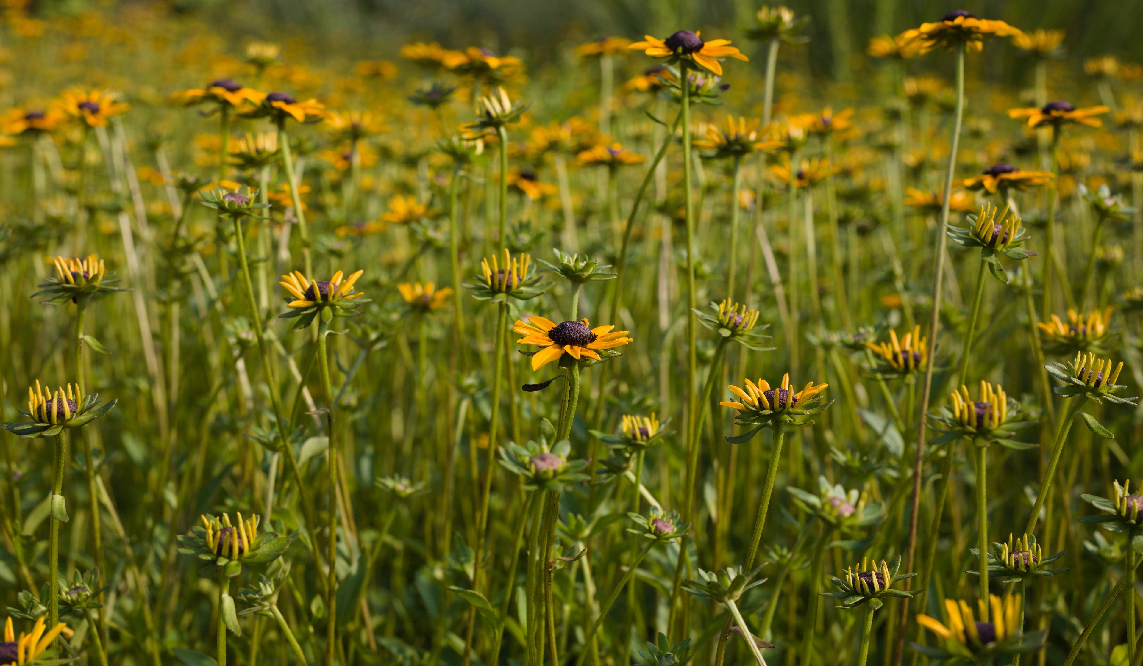 Field filled with yellow wildflowers