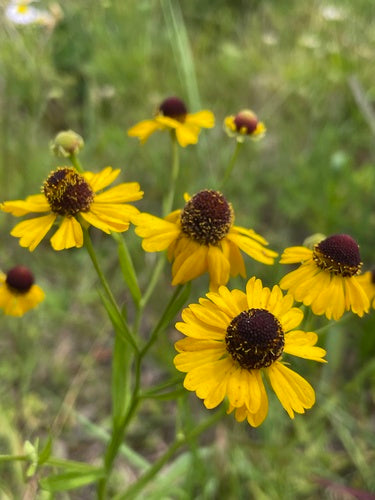 Helenium flexuosum--Purple-Headed Sneezeweed