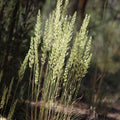 Prairie Junegrass
