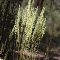 Prairie Junegrass