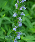 Lobelia siphilitica-- Great Blue Lobelia