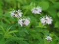 Monarda bradburiana-- Bradbury's Monarda