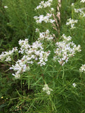 Pycnanthemum tenuifolium--Slender Mountain Mint