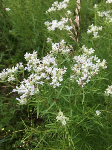 Pycnanthemum tenuifolium--Slender Mountain Mint