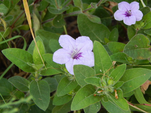 Ruellia humilis--Wild Petunia